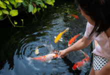 Koi